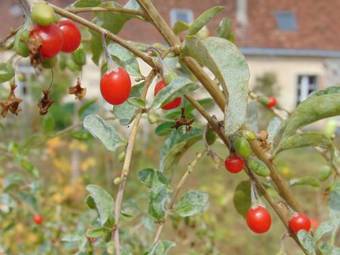 Bed & Breakfast La Ferme Aux Oies