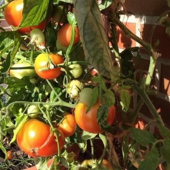 Apartamento Ferienwohnung Albers