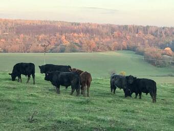 Rekrea?n� A Jezdeck� Are�l Equifarm