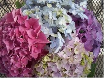 Bed & Breakfast La Renardi�re