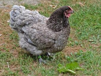 Agroturismo Ulmenhof Melfsen