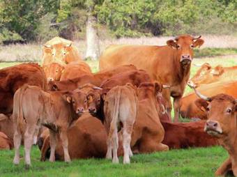 Holiday Home Maison De Meilhac Meilhac