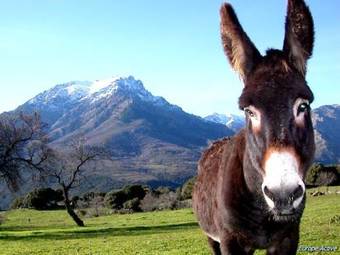 Aparthotel L'alivi Di L'osari