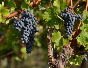 Apartamentos Ferienwohnung Schneckental