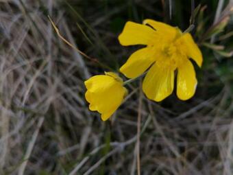 Kongsfjord Paradise Holiday