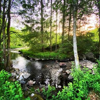 Apartamento Forest Essence