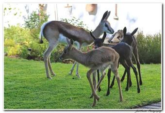 Apartamento Tortelduif Cottage