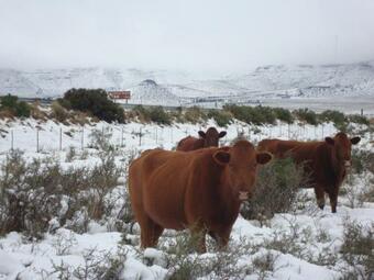 Hostal Carlton Heights Guesthouse