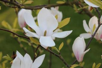 Apartamentos Villa An Der Au