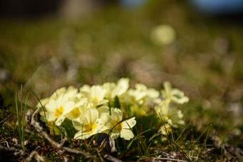 Family Rural House - Nature Park Zumberak