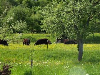 Hotel Beim Rinderwirt