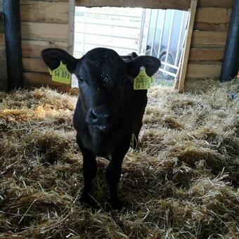 Apartamento Ferienwohnung Auf Dem Bauernhof