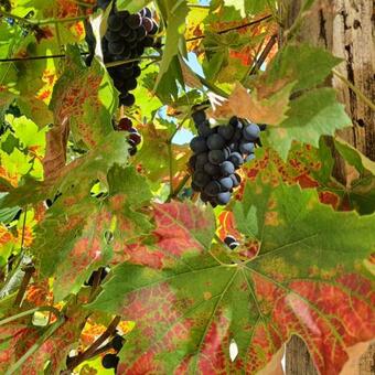 Apartamento Kis-tisza �d�l?h�z �s Horg�sztanya