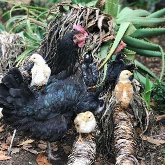 Lodge Tegwaan Country Getaway