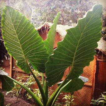 Hostal Secret Garden Resort