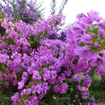 Bed & Breakfast L'origane