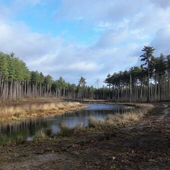 Beeltjens B&b: Wolf&belle