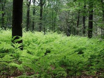 Kombinn - Holiday Home In The Woods Around Bruges