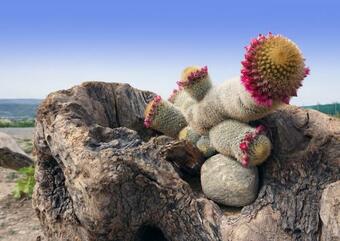 Zeus & Dione Luxury Villa