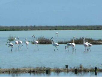 Lonelia's Family Homes