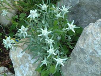 Apartamento Haus Zirknitz