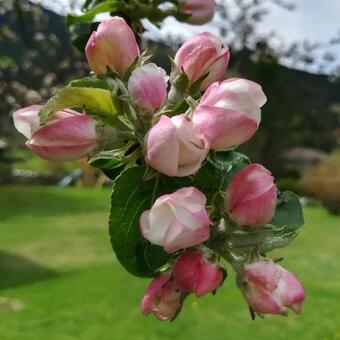 Apartamento Haus Gartner Appartement 6 - 8 Personen