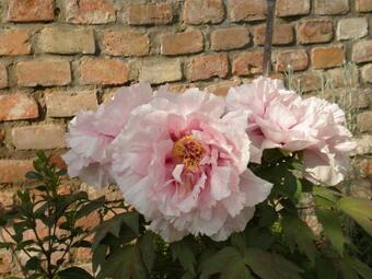 Apartamento Ferienhaus Fabio