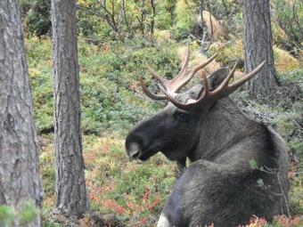 Apartamento Signegarden - Midt I Fjellheimen - Tett P� Fjord-norge