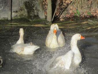 Bed & Breakfast Gast Und Hof Spittel