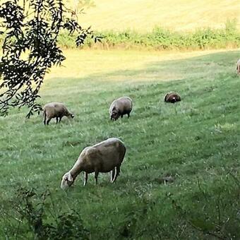 La Chapelle Du Chateau Lagarrigue