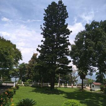 Apartamento Araucaria Residence