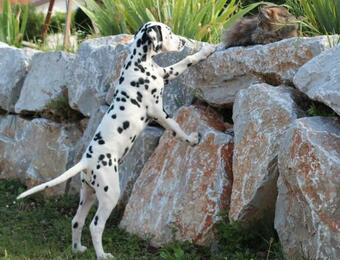 Agroturismo Country House Lokev