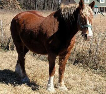 Modern 10 Acre Horse Ranch-walk To Lake Ray Robert
