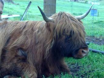 Roslyn House Bed & Breakfast