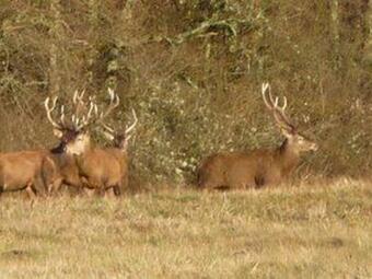 Villa Paulnay, 4 Pi�ces, 6 Personnes - Fr-1-591-347