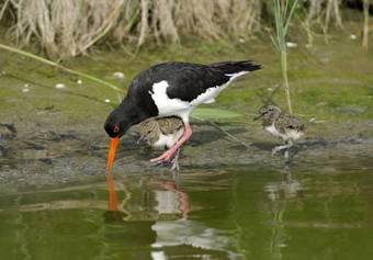 Texelcamping Loodsmansduin