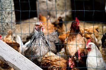 Posada Locanda De Banchieri