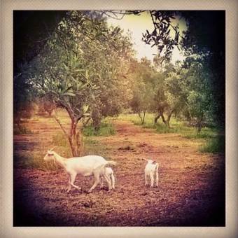 Agroturismo Agriturismo Antares
