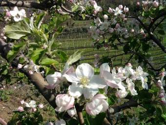 Agroturismo Agriturismo Al Vecchio Portico