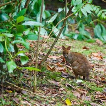 Lodge Mt Glorious Getaways