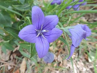 Agroturismo Ferme De Sejour Rebuffel