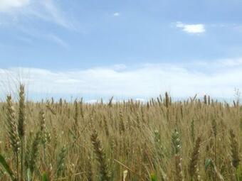 Agroturismo Il Punto Verde