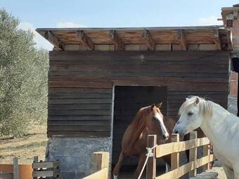 House In 10 Acres Of Grass With Horses