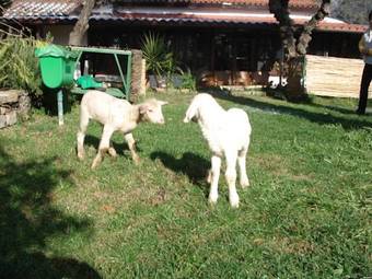 Agroturismo Agriturismo La Vecchia Dolceacqua