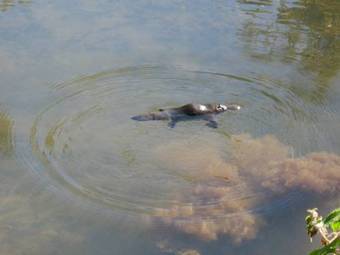 Lodge Rose Gums Wilderness Retreat