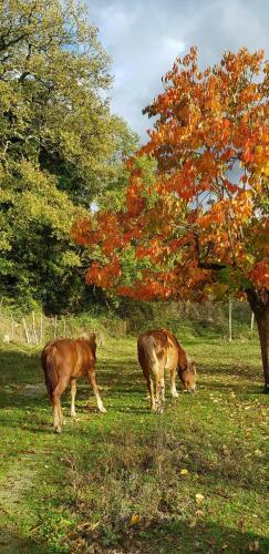 La Quercia Sul Lao Bed&breakfast