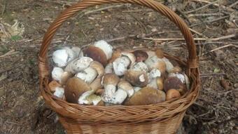 Le?nicz�wka W ?rodku Mazur