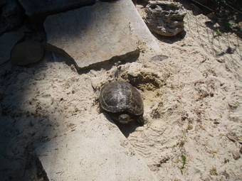 Bed & Breakfast Ch�teau Le Martinet