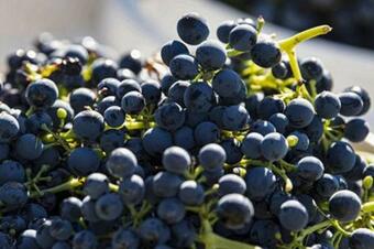 Casale Barossa Valley - Bed & Breakfast