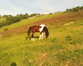 Agroturismo Agriturismo Casale Il Gallo Bianco